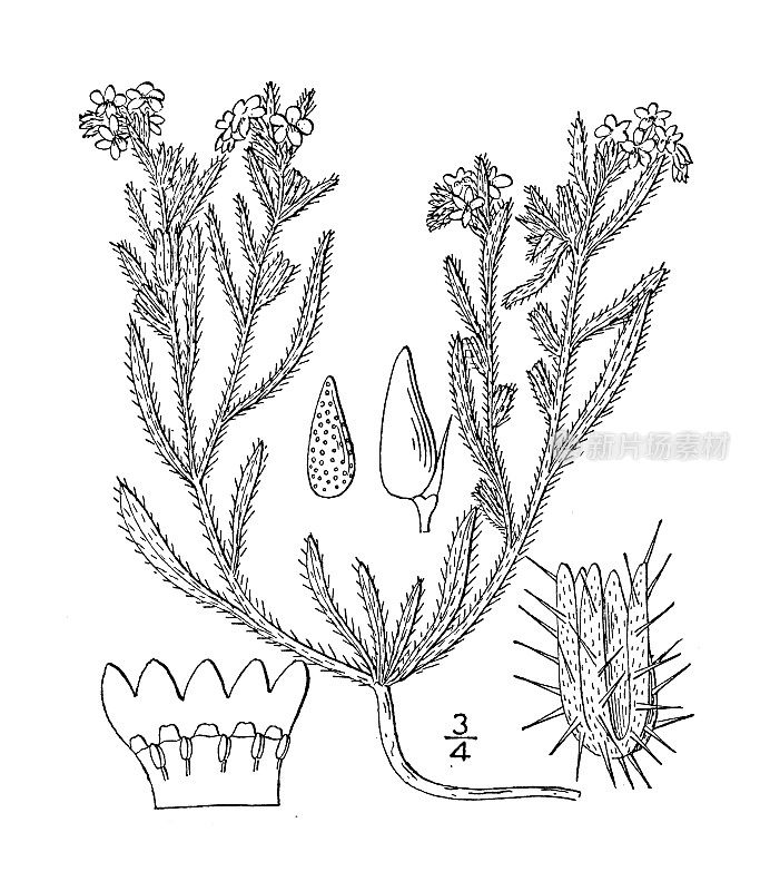 古植物学植物插图:Cryptanthe crassisepala, Thick sepaled Cryptanthe